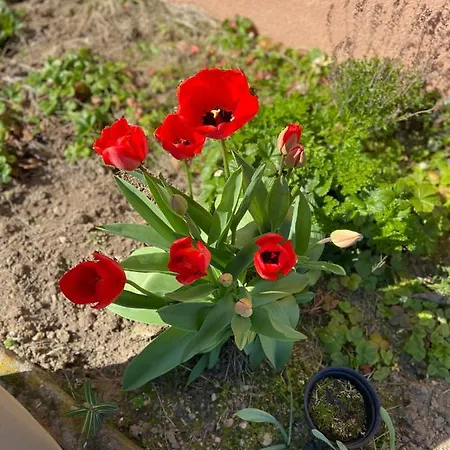 Chez Lio & Jess דירה אוברנאי